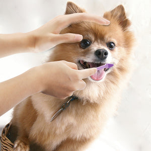 Dual Ended Dog Toothbrush