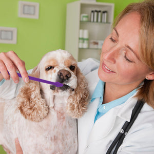 Dual Ended Dog Toothbrush